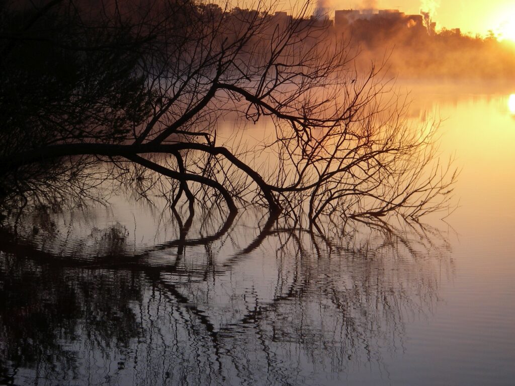 A sunrise over Lake Alice with a tree extending its branches over the lake.