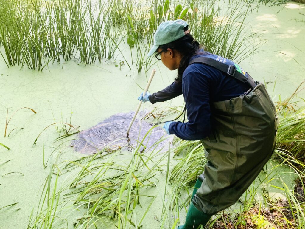 Chamoda Dissanayake collecting a water sample at an engineered wetland.