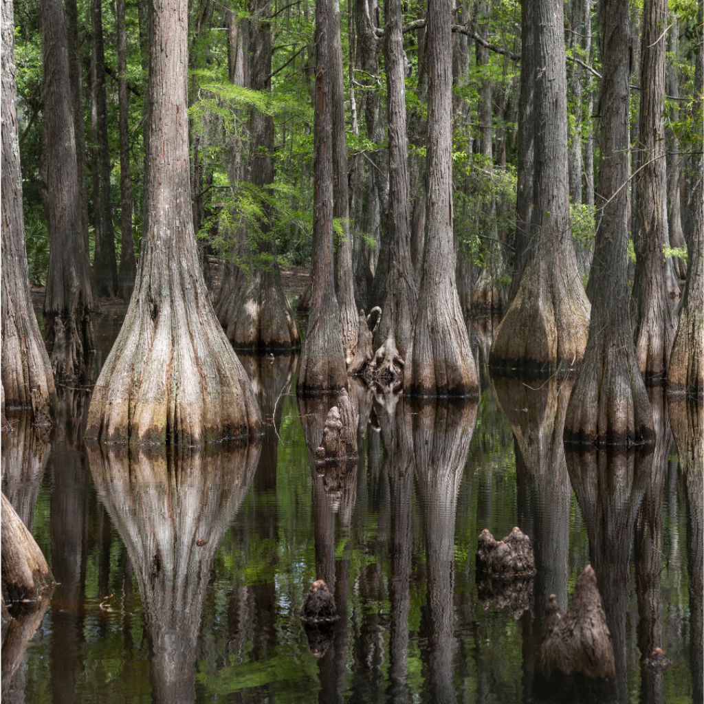 Image of Cyprus trees in a swamp.